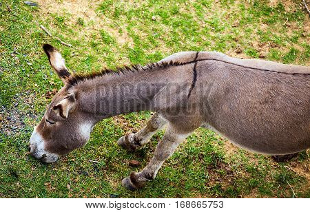 Wild  Donkey ass somewhere in South Africa