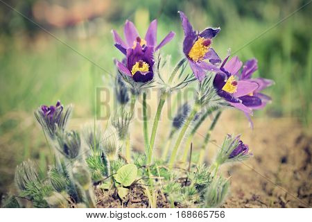 Spring flowers. Beautifully blossoming pasque flower and sun with a natural colored background. (Pulsatilla grandis)