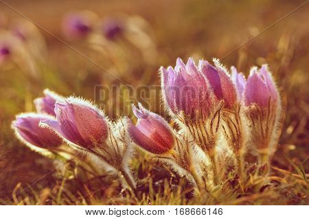 Spring flowers. Beautifully blossoming pasque flower and sun with a natural colored background. (Pulsatilla grandis)