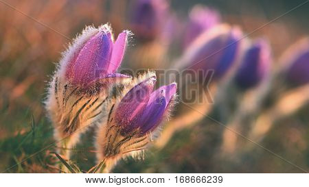 Spring Flowers. Beautifully Blossoming Pasque Flower And Sun With A Natural Colored Background. (pul