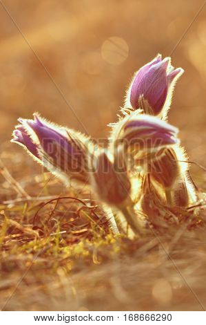 Spring flowers. Beautifully blossoming pasque flower and sun with a natural colored background. (Pulsatilla grandis)