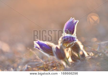 Spring Flowers. Beautifully Blossoming Pasque Flower And Sun With A Natural Colored Background. (pul