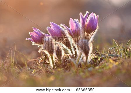 Spring Flowers. Beautifully Blossoming Pasque Flower And Sun With A Natural Colored Background. (pul
