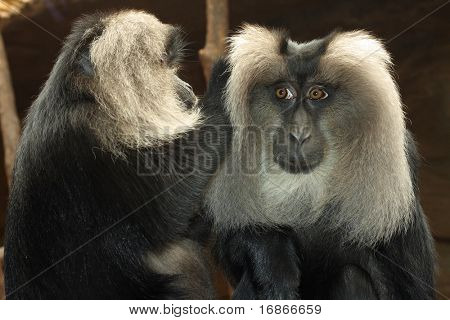 Higiene de macaco