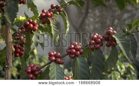 Close up of coffee branchs with read seads