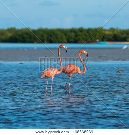 Flamingoes at Rio Lagartos Biosphere Reserve Yucatan Mexico