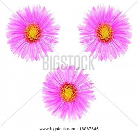 Tre efterår blomster Aster Dumosus