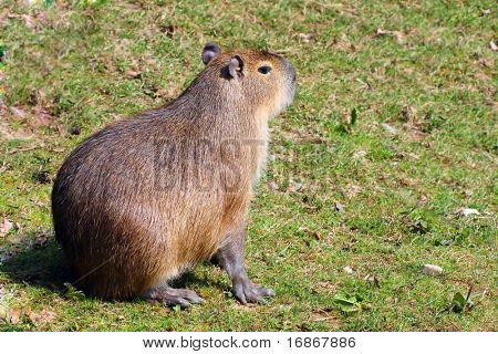 O maior roedor, uma capivara na natureza