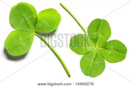 Trifolium isoleret på hvid baggrund