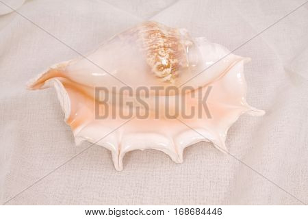 Rapana seashell on a of white material