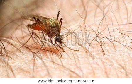 Anopheles-Mücke - gefährliche Fahrzeug der Infektion