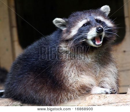 Screaming raccoon (Procyon lotor) kansallispuiston metsän - Saksa Euroopassa