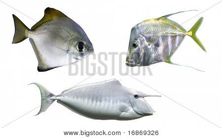 Tropische vissen