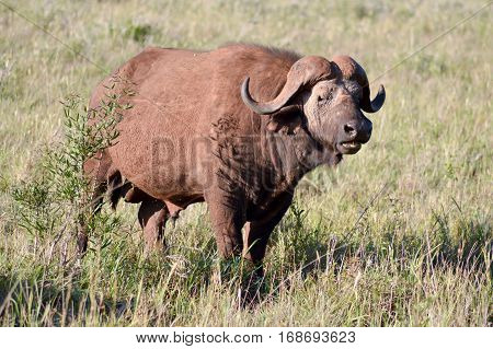 Isolated Buffalo in Tsavo West Park in Kenya
