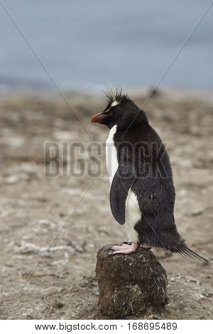 Rockhopper Penguin (Eudyptes chrysocome) standing on the remains of clump of tussock grass on the cliffs of Bleaker Island in the Falkland Islands