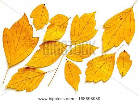 Dry Maple Leaves Oil Draw Painting, Photo Manipulation