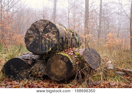 Small firewood stack with large tribes and colorful
