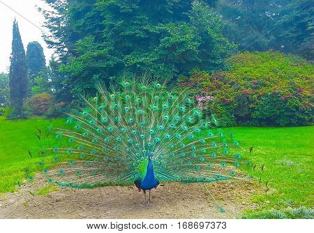 Beautiful colorful peacock with bright tail in the park