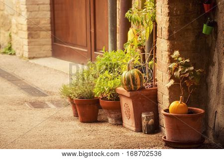 Empty street of small Tuscany town San Quirico d'Orcia in the morning fog with halloween pumpkin decorations. Romantic travel vintage hipster european italy background