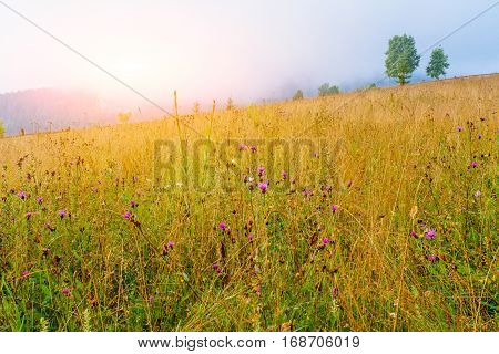 grass field in the mountains, gorgeous spring day