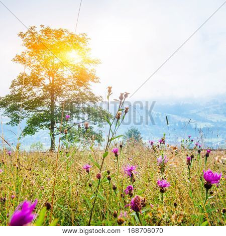 grass field in the mountains, gorgeous spring day