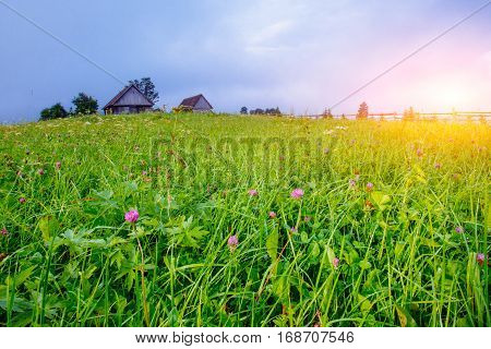 grass field in the mountains, gorgeous spring day