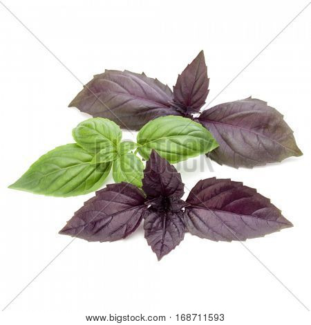 Close up studio shot of fresh green and red basil herb leaves mix isolated on white background. Sweet Genovese basil and Purple Dark Opal Basil
