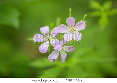 close up of pink flowers with out of focus background