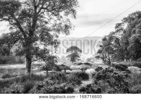 Beautiful Foggy Misty Black And White Landscape Autumn Sunrise Over Countryside Surrounding Crummock