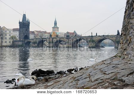 Swams on Vitava river in Prague