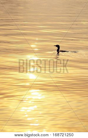 Duck in the water under the golden light of sunset