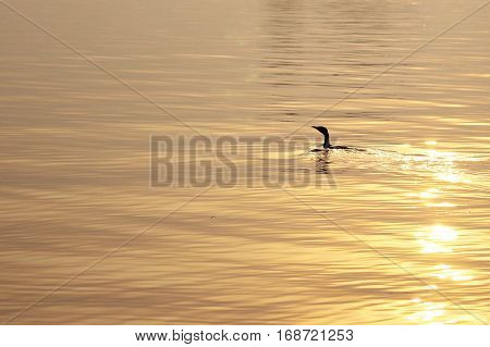 Duck in the water under the golden light of sunset