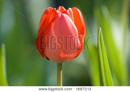 Tulip