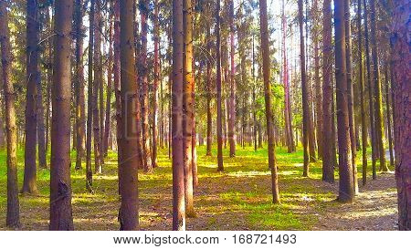 Beautiful pine forest trees at dawn. Pine trees in the park