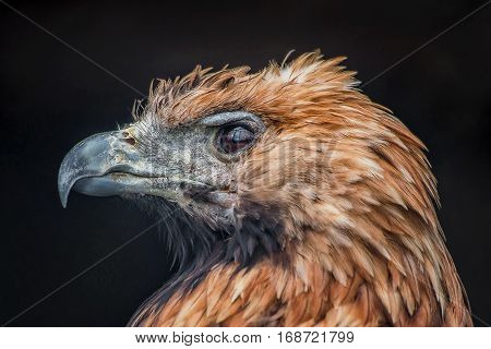 The steppe eagle. Predator. This photograph with the portrait of a Steppe eagle filmed at the Moscow Museum on Bolshaya Gruzinskaya street.