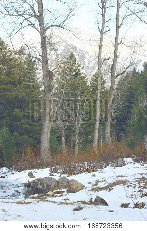Leaf fall lin the woods during snow fall in Naran KPK Pakistan