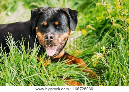 Funny Hapy Young Black Rottweiler Metzgerhund Puppy Dog Smiling In Green Grass In Summer Park Outdoor.