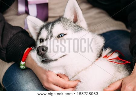 Close Up Of Funny Happy Young Husky Puppy Dog Sits In Girl Embrace In Green Grass In Summer Park Outdoor.