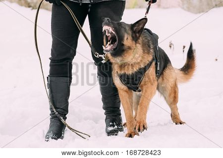 Training Of Purebred German Shepherd Adult Dog Or Alsatian Wolf Dog. Attack And Defence. Winter Season