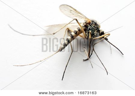 Anopheles-Mücke - gefährliche Fahrzeug der Infektion