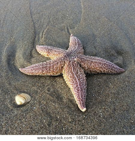 Common starfish lying on the beach in the sans