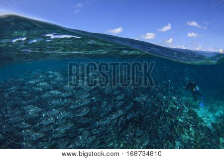 Scuba diver, Jackfish school, half and half shot with sea and sky