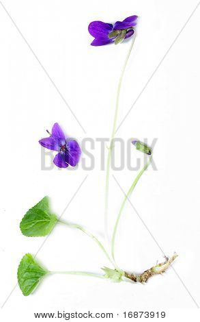 Wspólne fiołek (Viola odorata) jest powszechnie używany jako środek leczyć ból gardła i zapalenie migdałków. Fiolet 