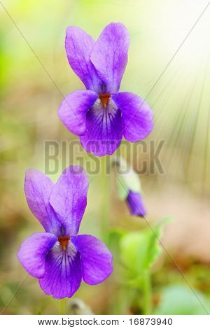 Wspólne fiołek (Viola odorata) jest powszechnie używany jako środek leczyć ból gardła i zapalenie migdałków. Fiolet 