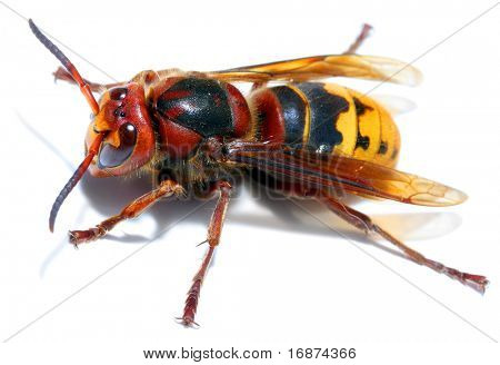 Lähikuva: live herhiläinen (Vespa crabro) valkoisella pohjalla. Makron ampui matala DOF.