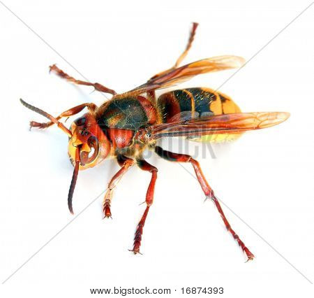 Lähikuva: live herhiläinen (Vespa crabro) valkoisella pohjalla. Makron ampui matala DOF.