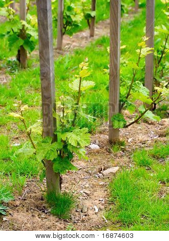 Young grapevine in the spring. Teleobjective shot with shalow DOF.