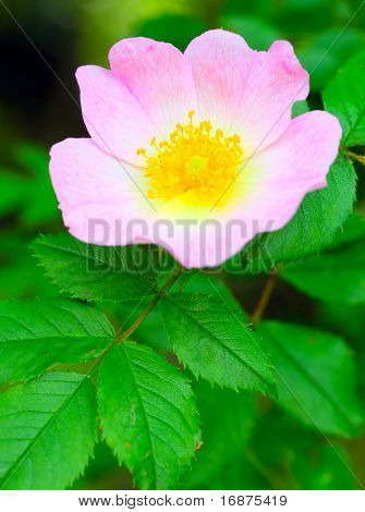 Rosa canina (Dog Rose) The plant is high in certain antioxidants. The fruit is noted for its high vitamin C level and is used to make syrup, tea and marmalade. Macro with shallow DOF.