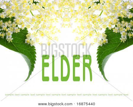 Elder picture with easy removable text. Sambucus nigra - Elder - The flowers and berries are used most often medicinally.