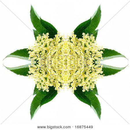 Sambucus nigra - Elder - The flowers and berries are used most often medicinally.